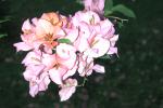 DSCN0665.JPG