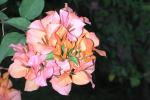 DSCN0666.JPG
