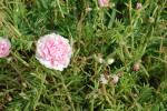 DSCN0745.JPG