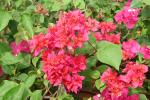 DSCN0750.JPG