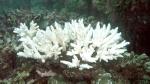coral.JPG