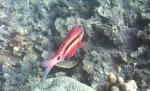 red_fish.JPG