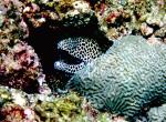 zebra_eel.JPG