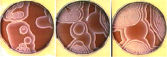 BZ chemical waves