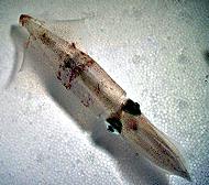 giant squid